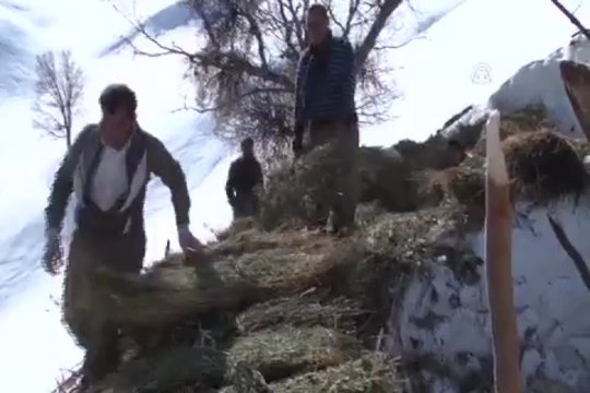 Ot balyalarını kızaklarla taşıyorlar