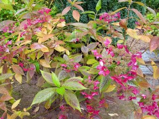 Ballade pour un jardin en hiver...