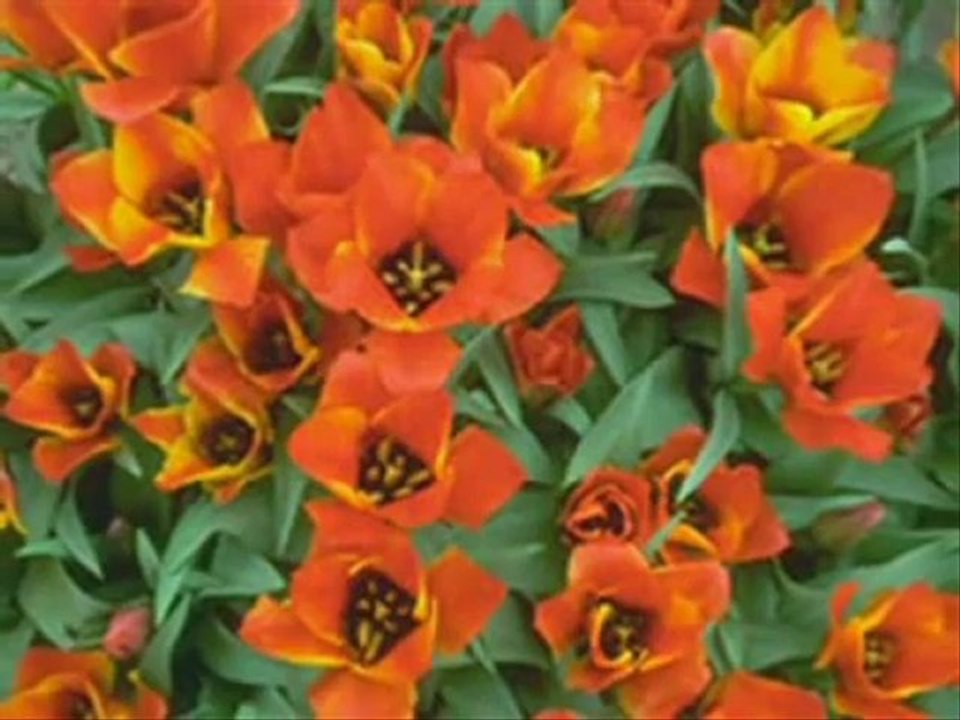 ILLAHI   VEYSEL   KARANI    F . TURA