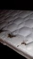 Brooklyn Bed Bug infestation www.bedbugs-brooklyn.com