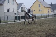 Travail au trot en vue d'un départ au galop à gauche JUSTE