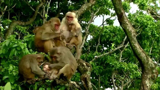 Primates des Caraïbes