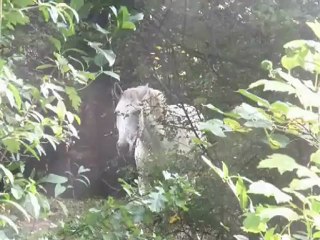 The Sirens Call (in Klaipeda, Lithuania)