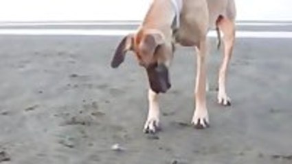 Scared Great Danes