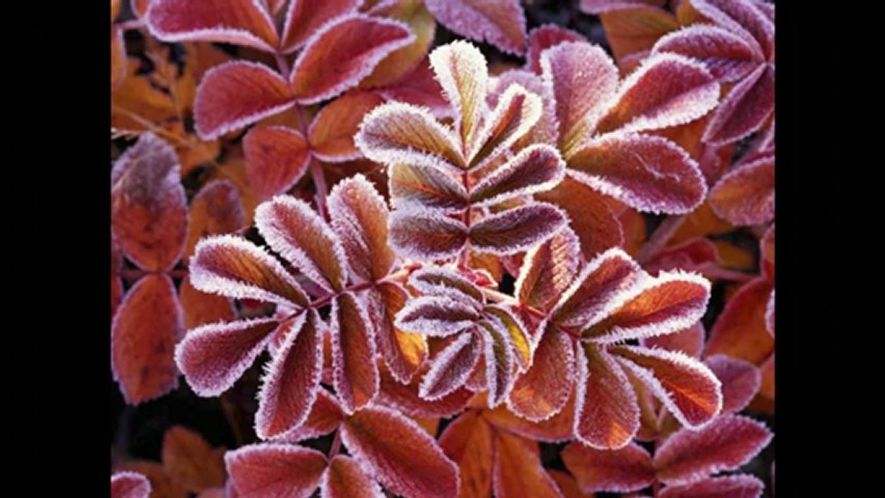 Ibrahim Jibreen - Surat Muhammad - 1 2 ;coran, 9oraan karim; meilleurs recitation