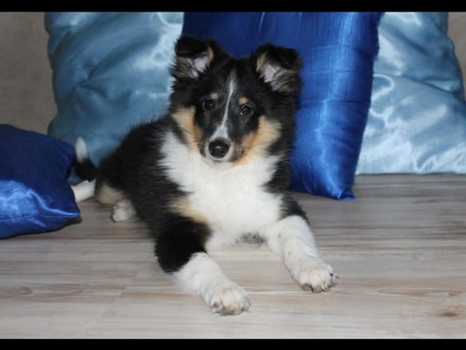 DEBUT DE L'AGILITY POUR HOOPER 3 MOIS