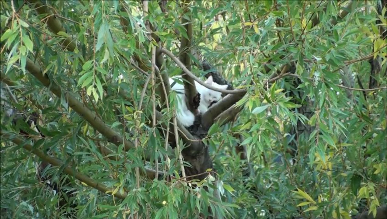 didi tokaoui - CHAT BRANCHE