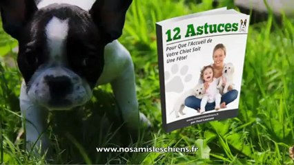 Apprendre l'ordre "debout à son chien