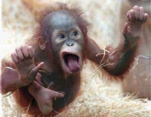 Monkey Caught Stealing Grapes