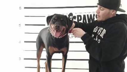 How to size your collar