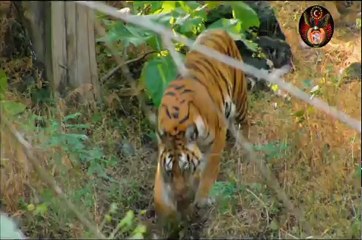 Kuş Bakışı Dünya 04 (Asya Avustralya)