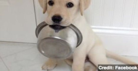 Do Pets Need Food Stamps?