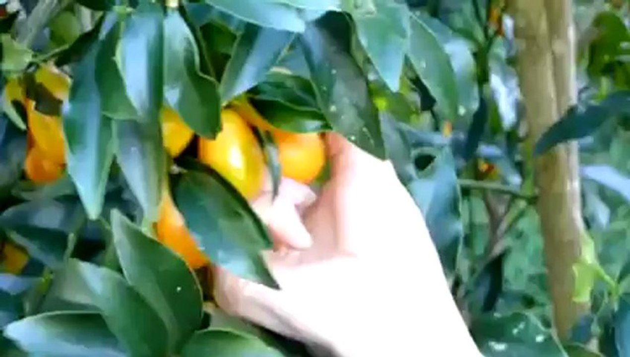 permaculture design