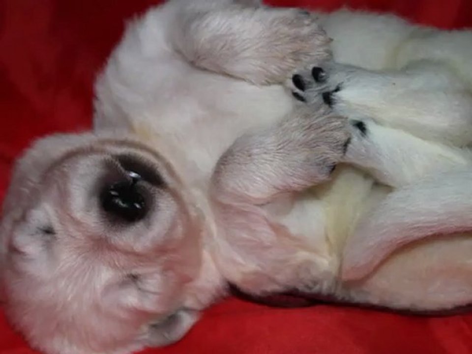 elevage du moulin de beuvry bébés chiots 2013