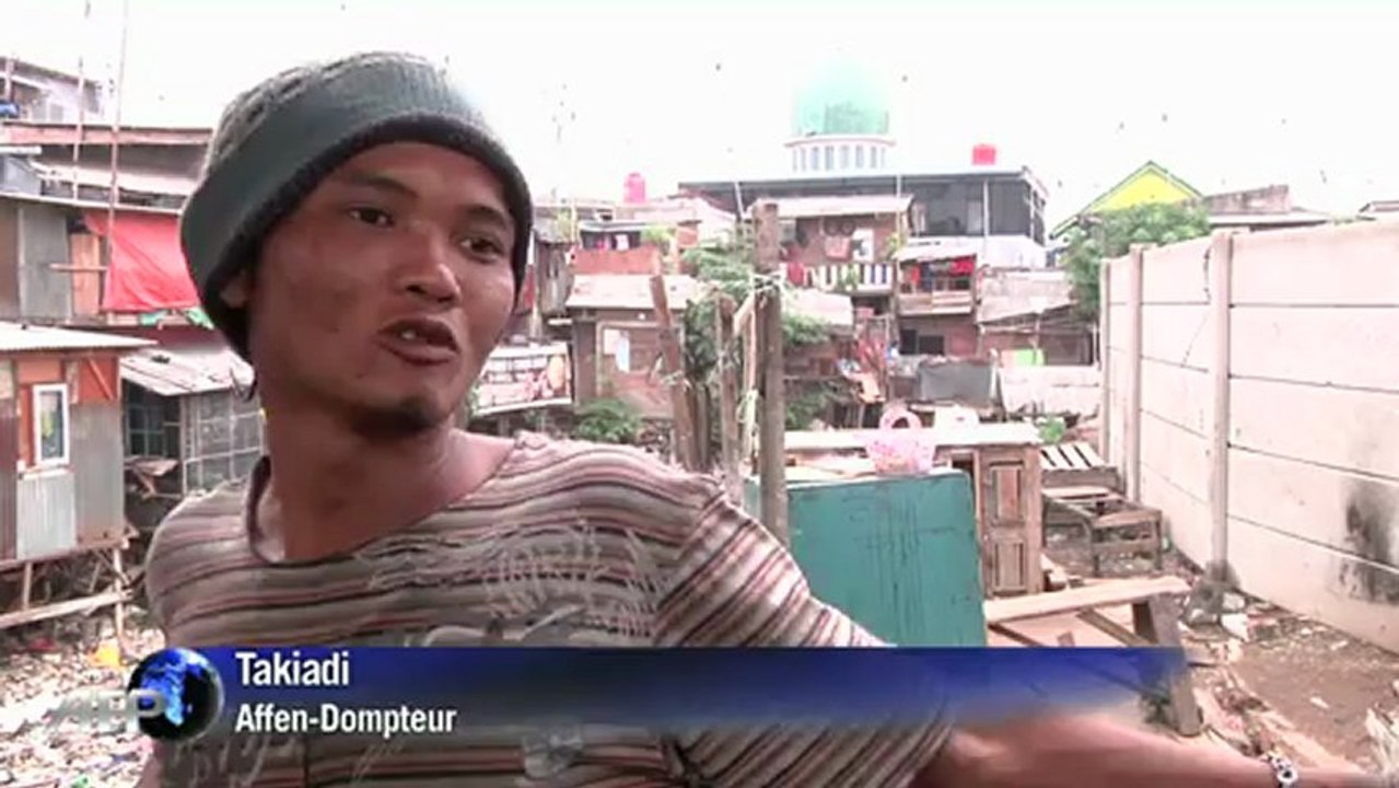 Grausamer affenkram: tanzende makaken in jakarta