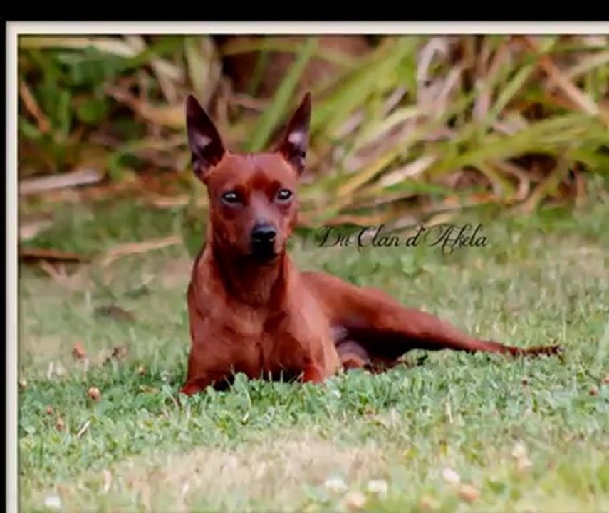 Alerte a magnybull terrier