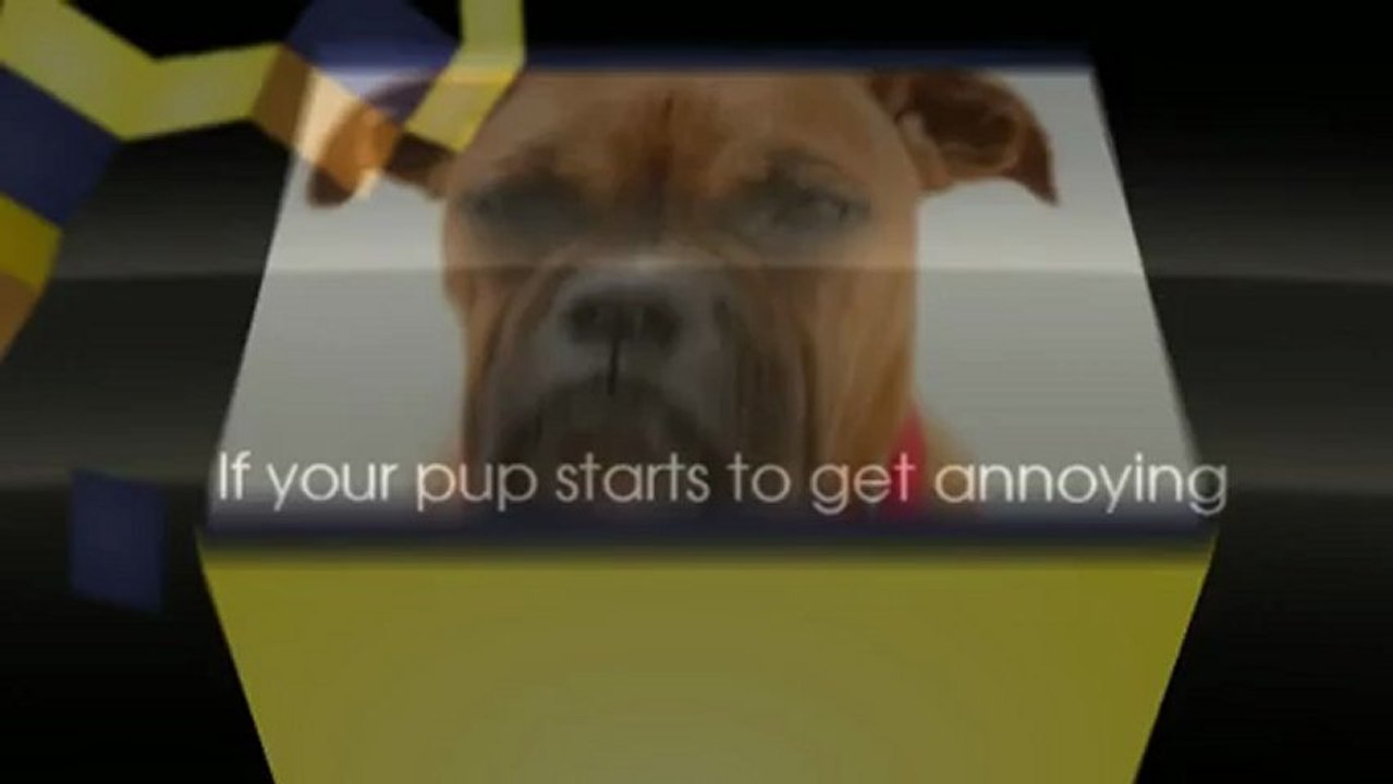 Control your dog's behavior properly with Dog training classes | 1300 306 887