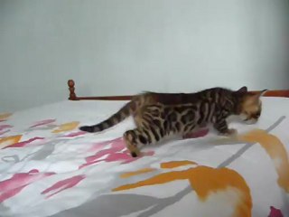 Magic Bengal Isandre - boy 5 weeks