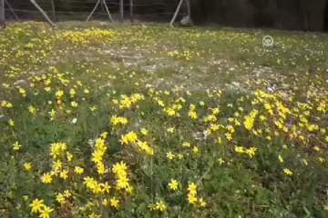 İkinci cemre düştü