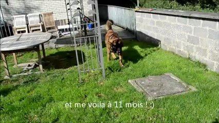 Kory de la Roseraie Pourpre évolution