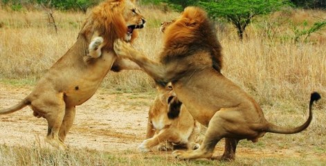 NG | Sürünün Gücü: Vahşi Aslanlar