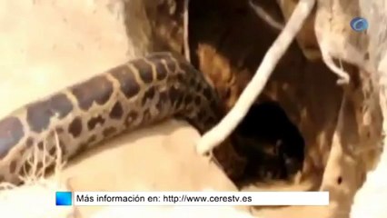 Una pitón de más de 5 metros aterroriza a los asturianos