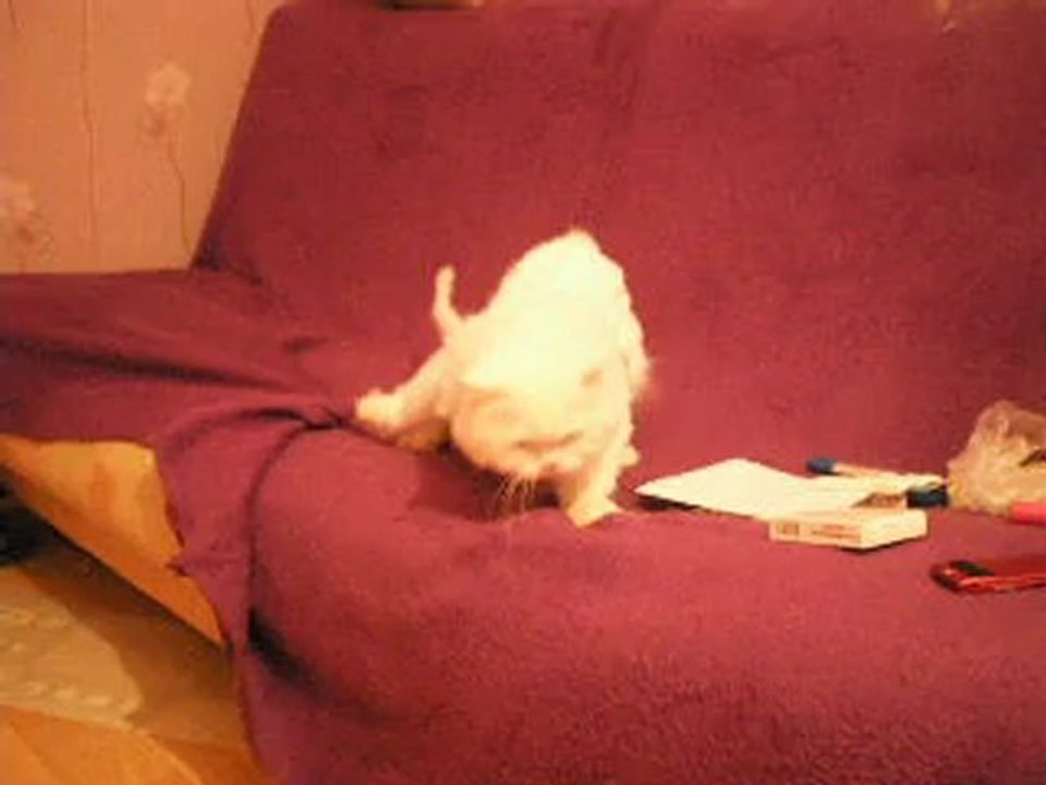 funny cat