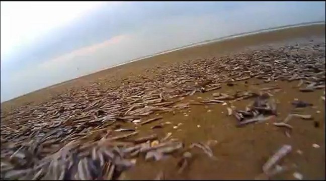 Char à cerf volant à Merville-Franceville