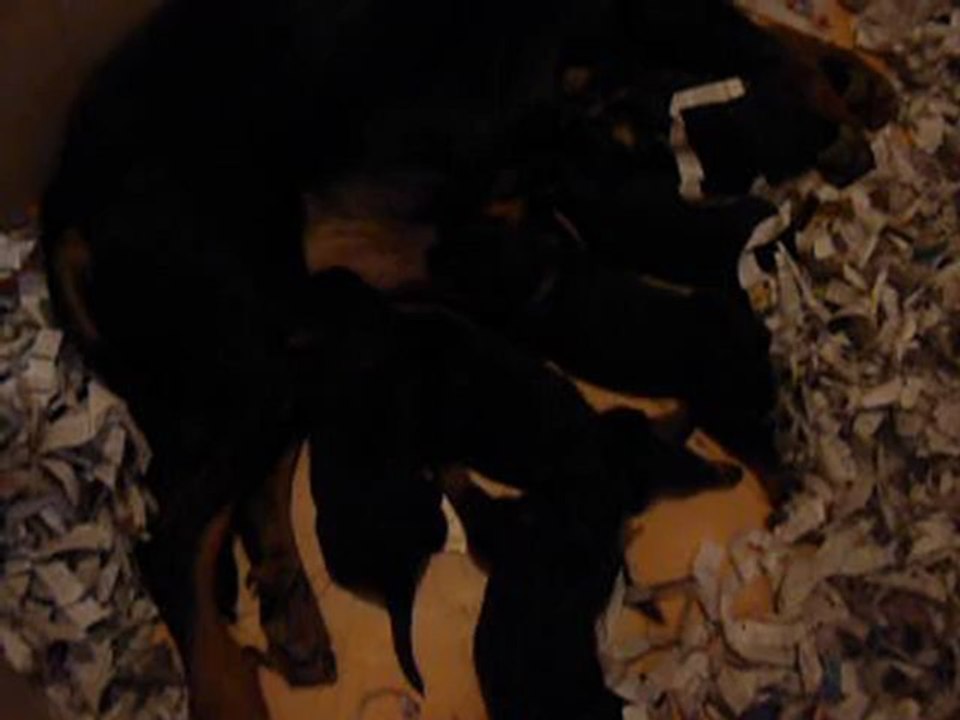 27 fev, 2sem, chiots Balade