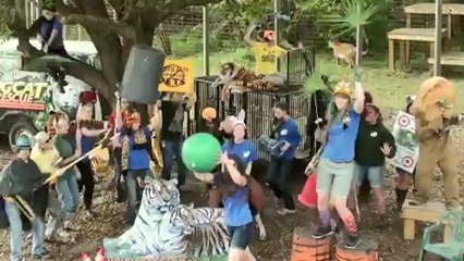 Harlem Shake (Tiger Edition)