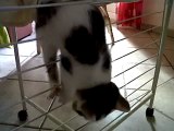 vidéo de chat rigolo