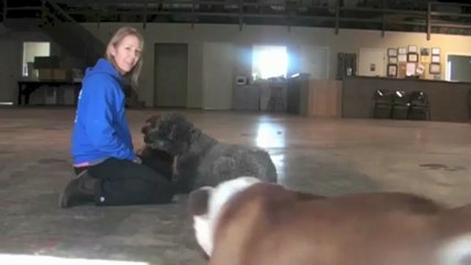 TMD - madison dog training