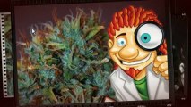 Expert Seed Bank - Source Of Cannabis Sativa Seeds