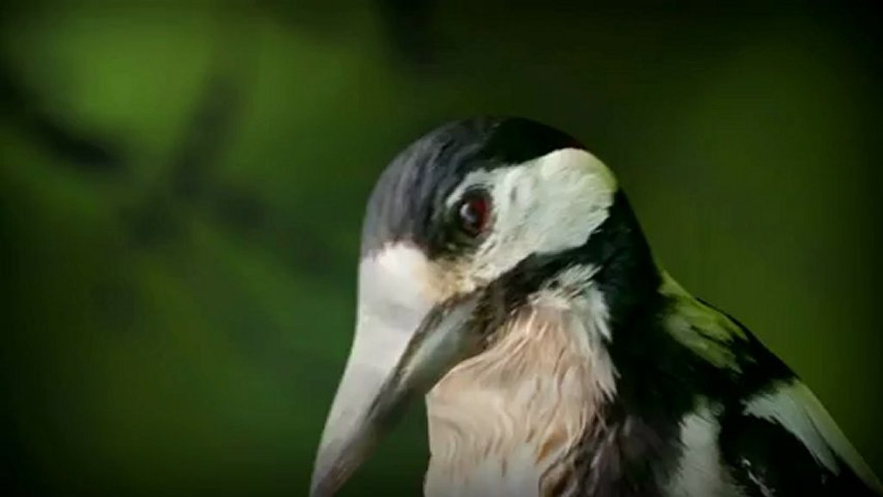 Gerber Remix Tactical Knife Review