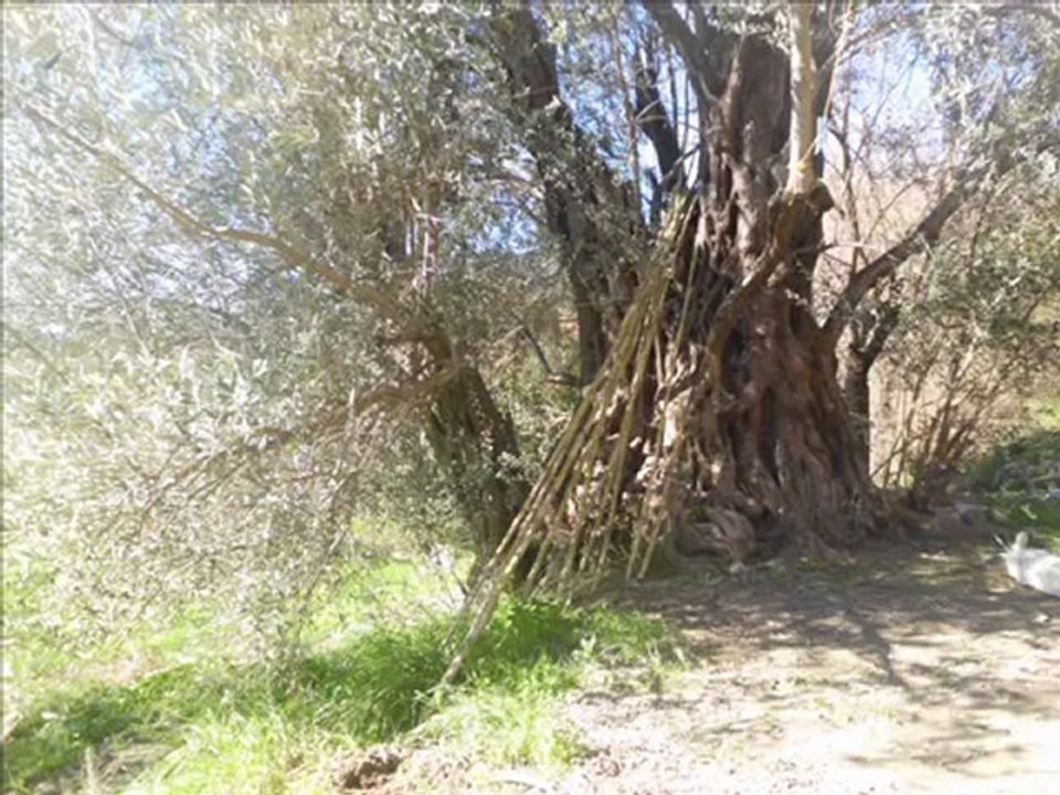 NESİNİ SÖYLEYİM CANIM EFENDİM _ Ali Naki GÜNDOĞDU