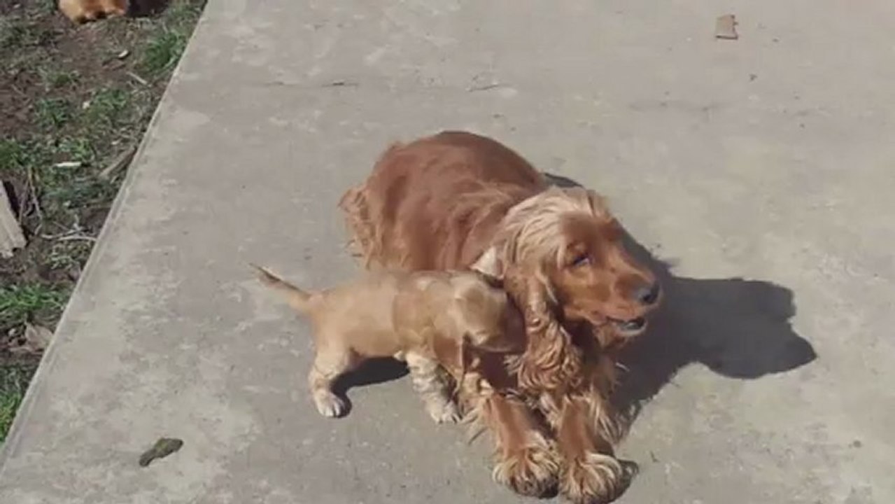 Daisy et une de ses filles
