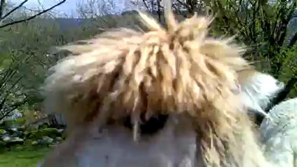 test alain.....demain je vais chez le coiffeur