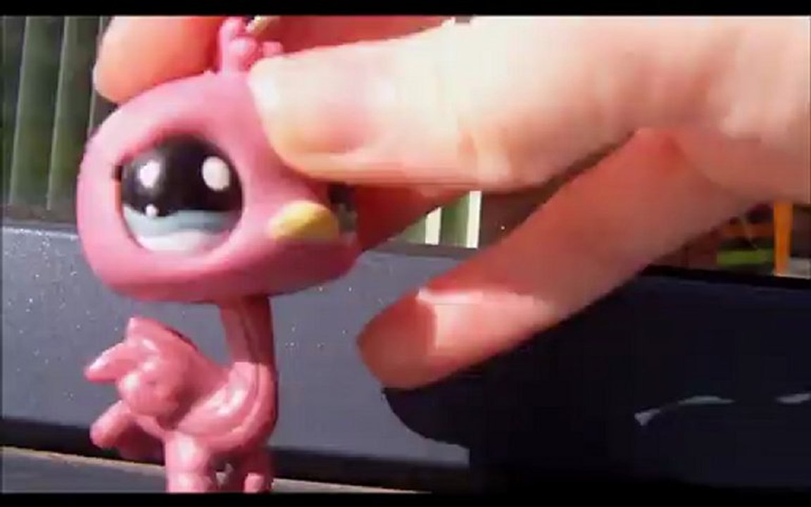 Miss Petshop 2013 [Partie 2]