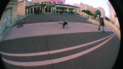 les chiens font du skate…