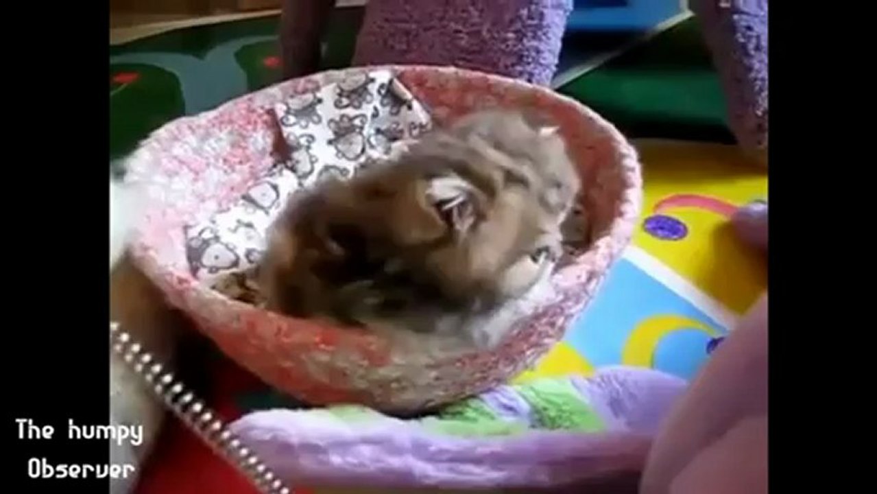 magnifique monde animal