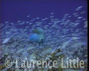 schooling parrotfish