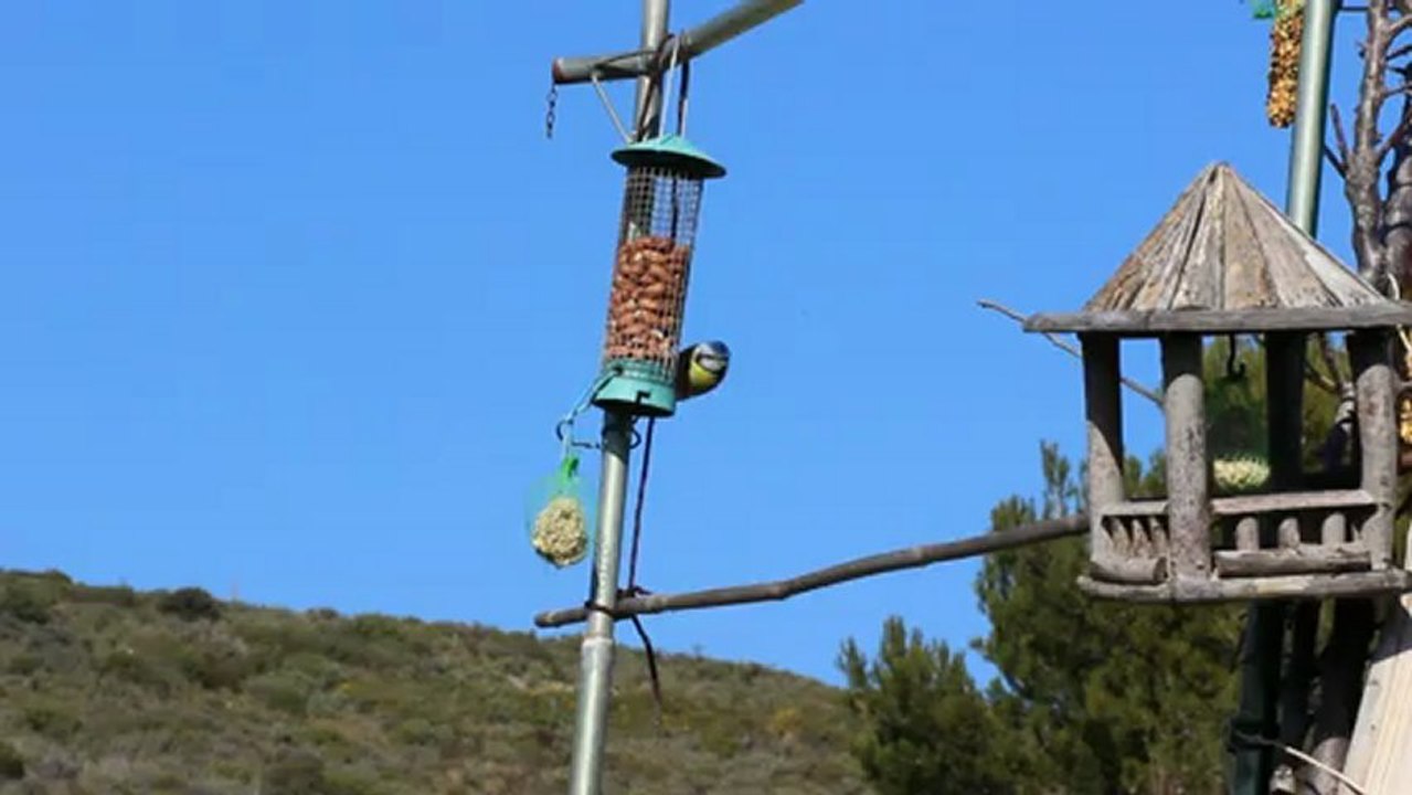 Au jardin, les mésanges (2)