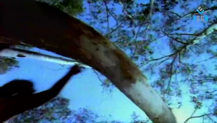 PANDI NATTU THANGAM  Part   01