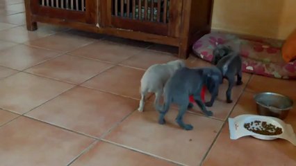 Chiots PLI du Domaine de Peyrazet 09 03 13