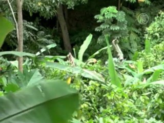 Заблудившийся в лесу чилиец 3 недели ел насекомых