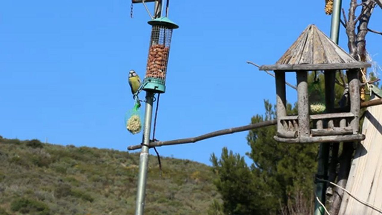 Au jardin, les mésanges (1)
