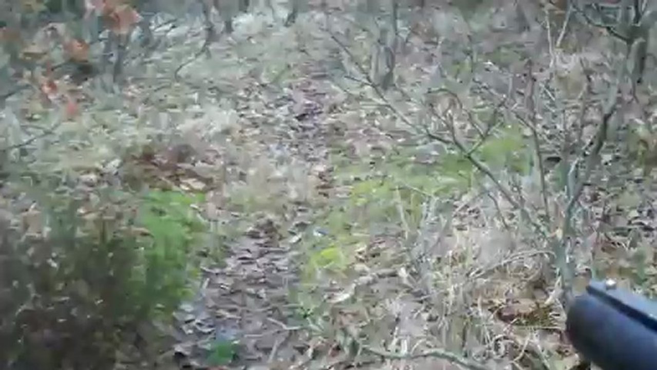 setter papy ve korsan