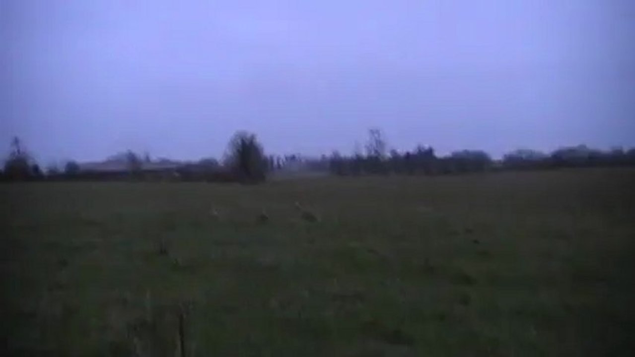 Halfa arrêt bécassines