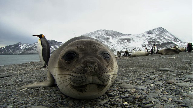 Seals Steal the Show | Antarctica Ep2