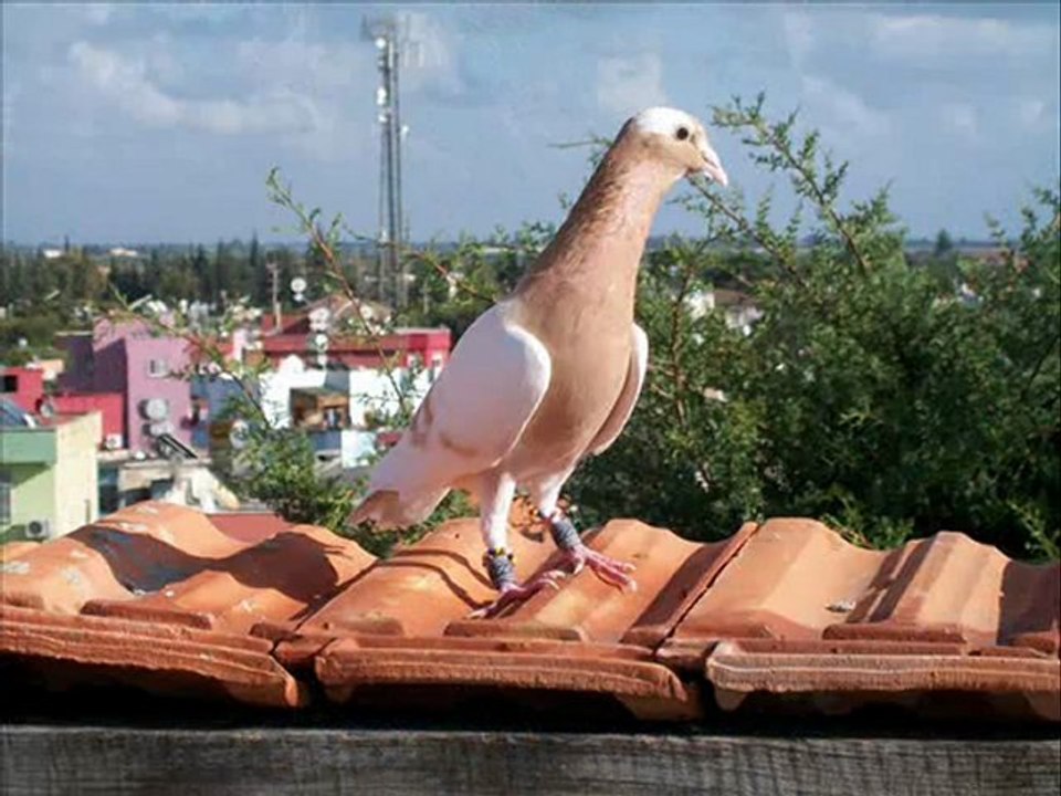 MEVERDİ FİLO GÜVERCİNLERİ www.guvercintv.com www.guvercinurfa.com www.guvercinrehberi.com